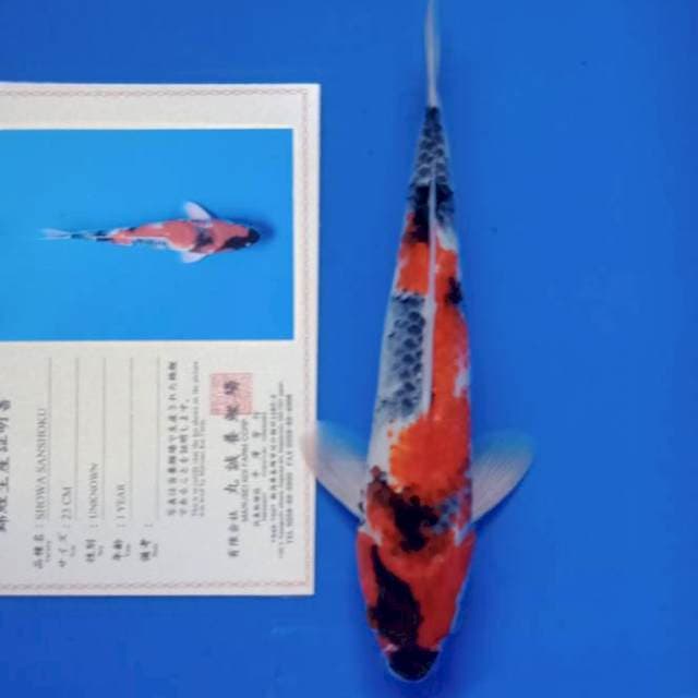 Showa import marusei farm tategoi