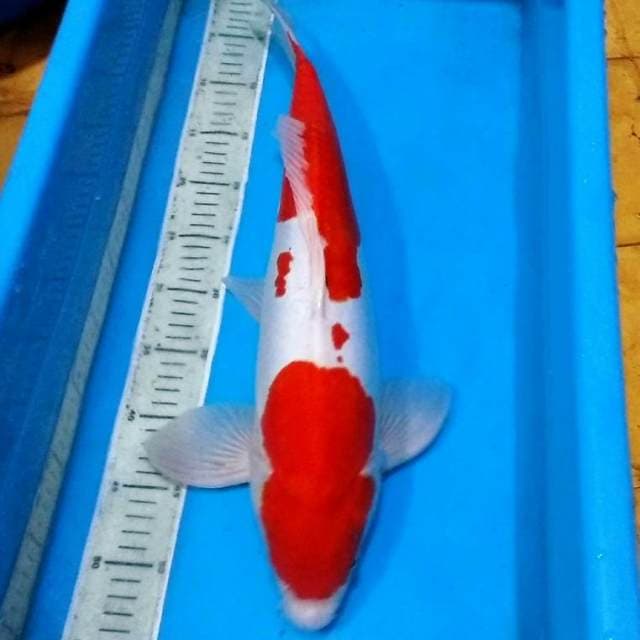 55bu Benistrong kohaku doitsu f1