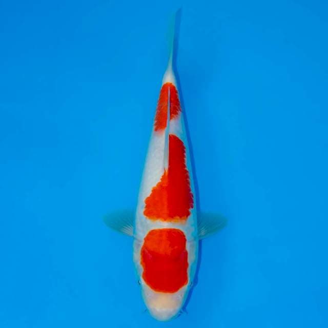 KOHAKU 3 STEP 24 CM