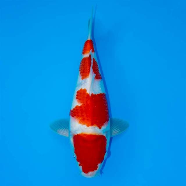 KOHAKU 25 CM MALE