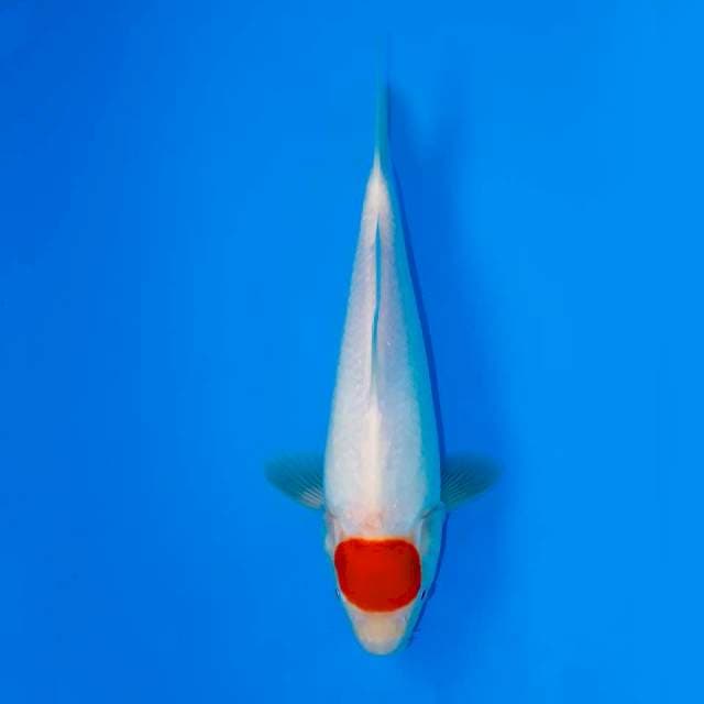 TANCHO KOHAKU 23 CM