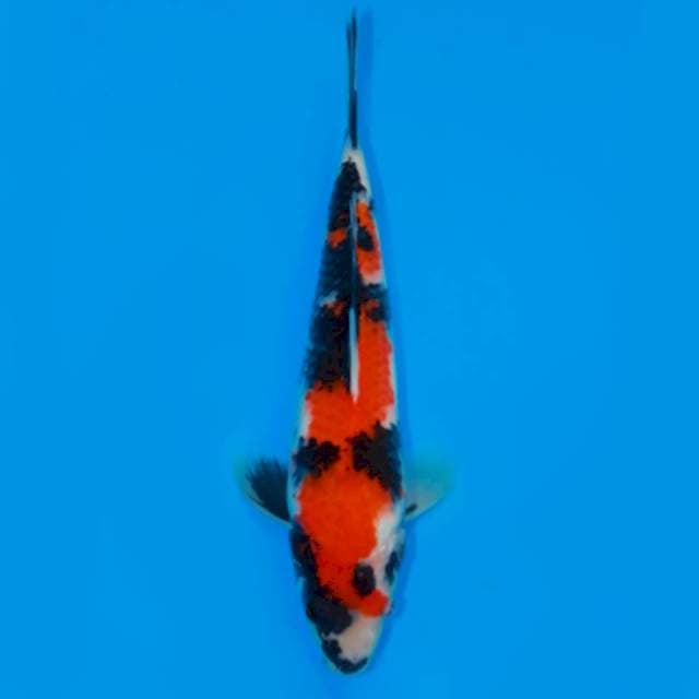 RED SHOWA INAZUMA 25 CM FEMALE