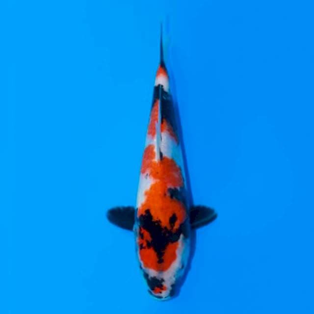 SHOWA SANSHOKU TOSAI 22 CM FEMALE
