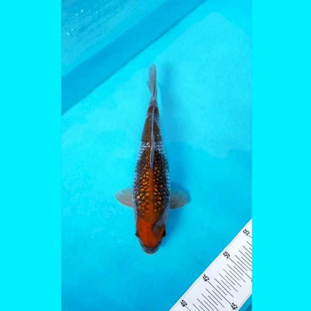 OCIBHA SHIGURE GINRIN 34 CM