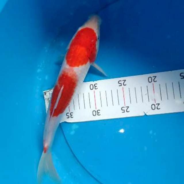 Kohaku