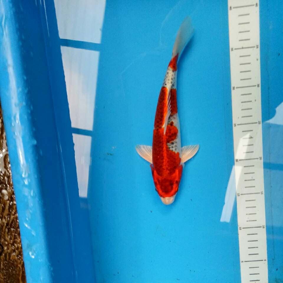 Kujaku Merah Strong 25 cm