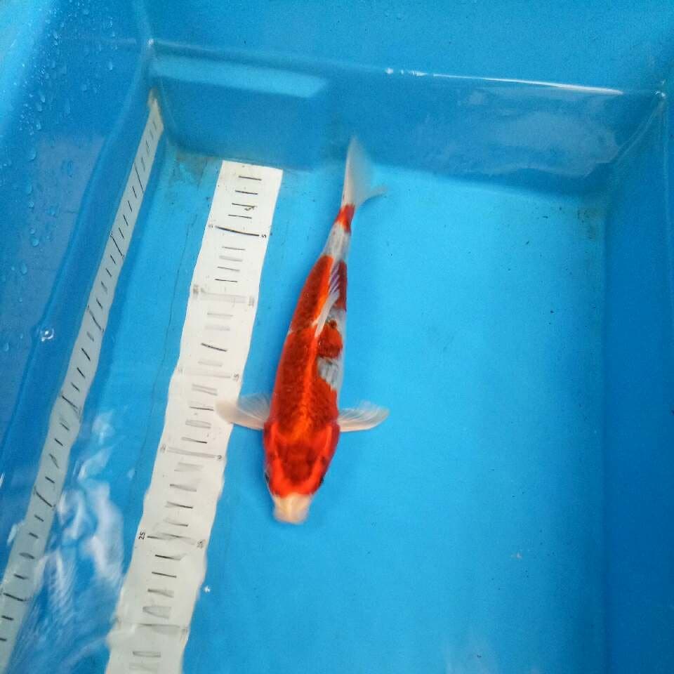 Kujaku Merah Strong 25 cm
