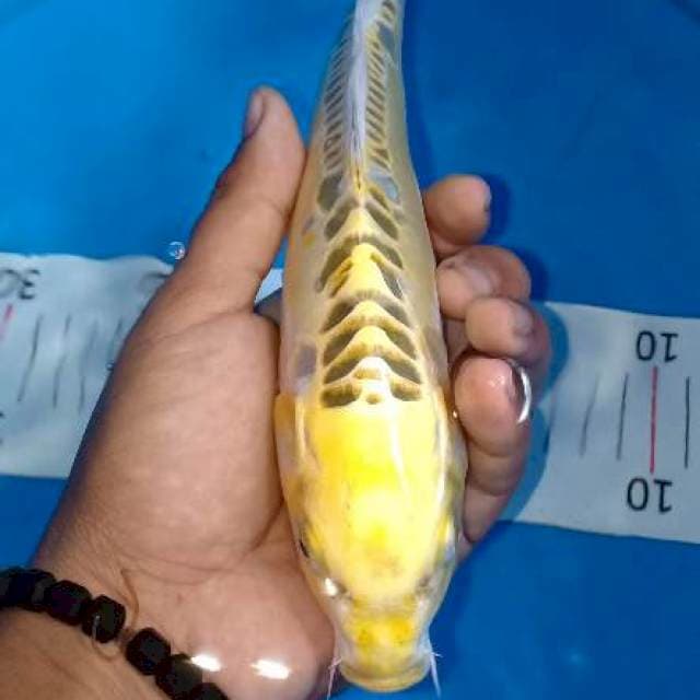 Cantik
