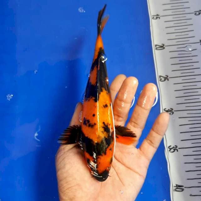 Utsuri 22 cm