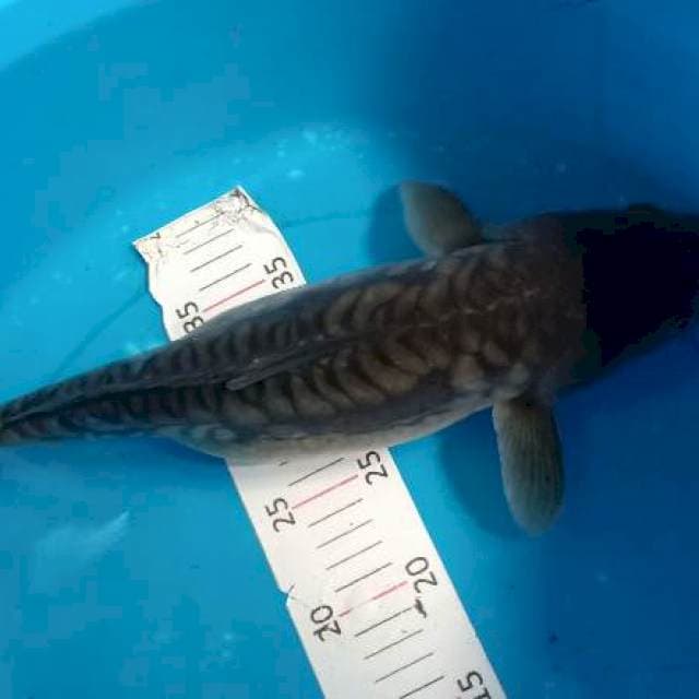 40cm