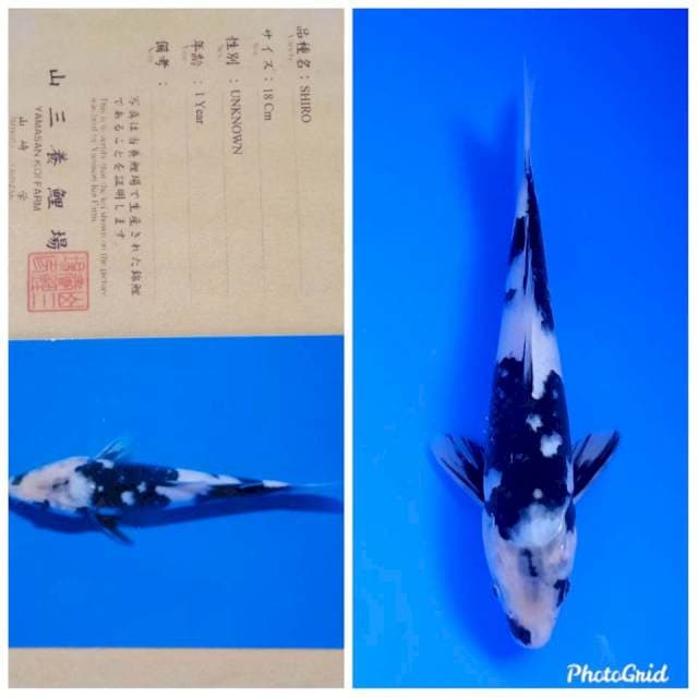 Shiro new tosai yamasan farm
