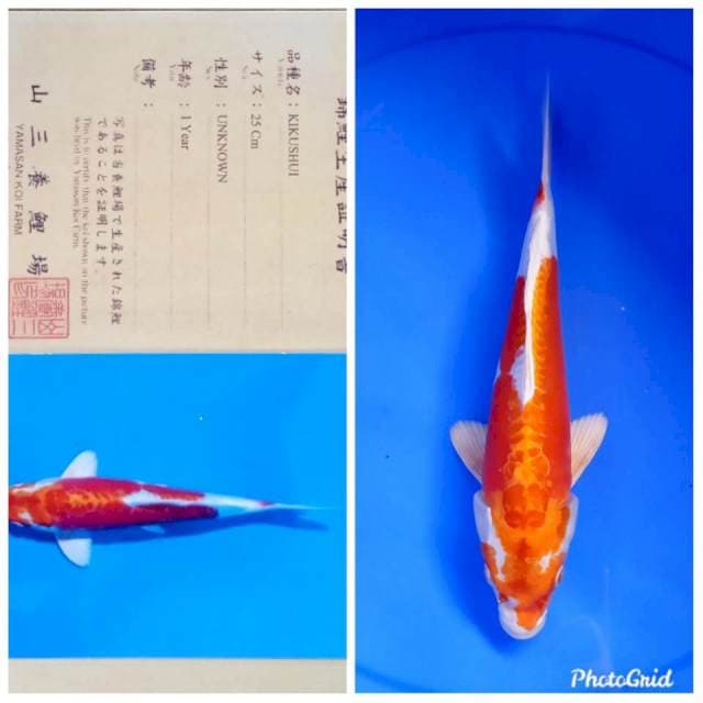 Kikushui import yamasan farm