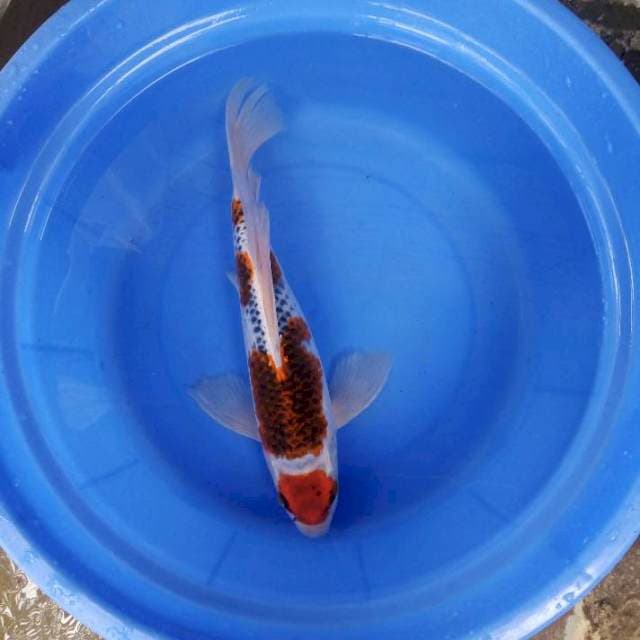 Kumpay goshiki 36cm