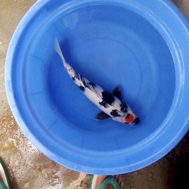 Tancho showa 36cm