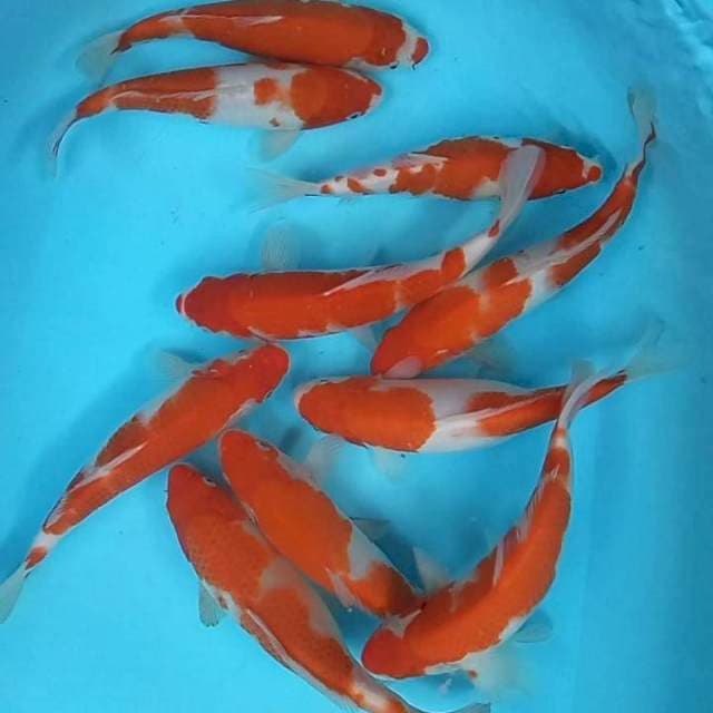 10 ekor Kohaku ( 25-30cm)