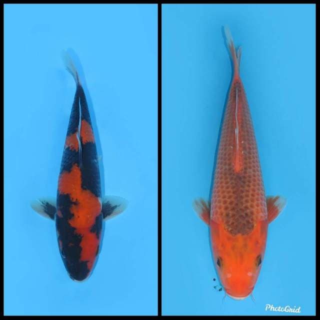 Hi Showa dan Matsuba - 20cm dan 28cm (Free ongkir jawa bali)