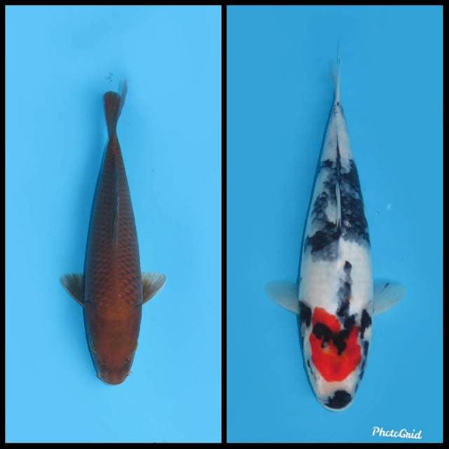 Tembaga dan Tancho Showa - 27cm - 29cm (Free ongkir jawa bali)