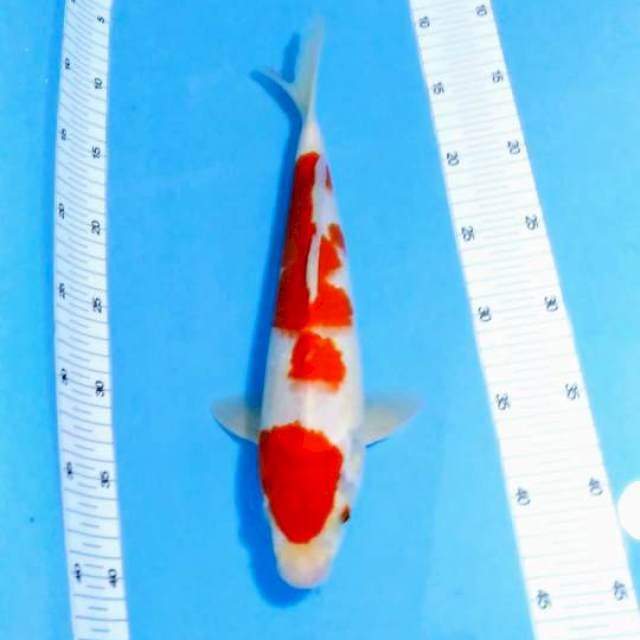 kohaku male ori no cut