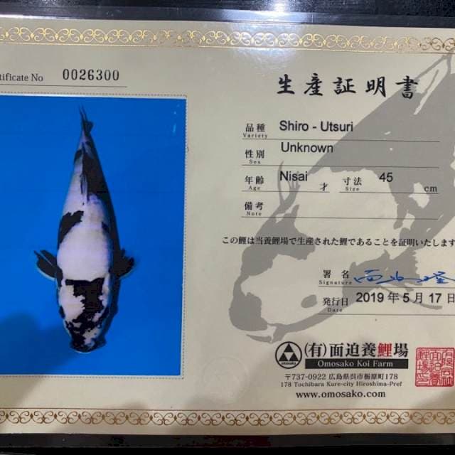 Male Shiro Omosako Serti