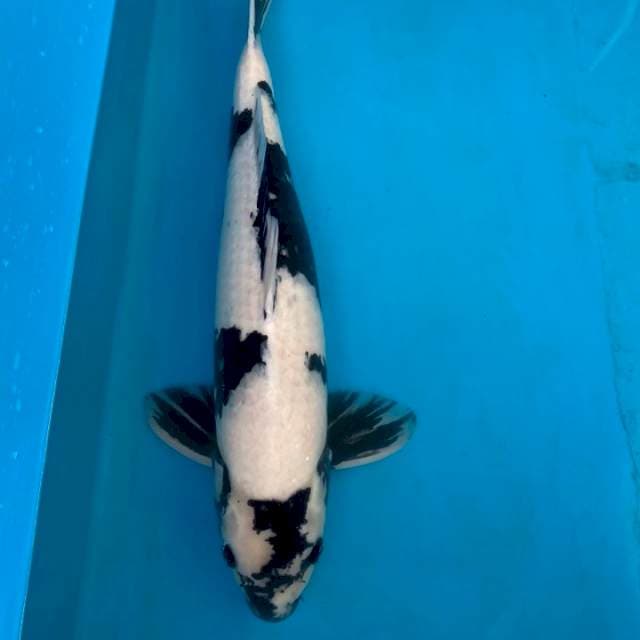 Male Shiro Omosako Serti