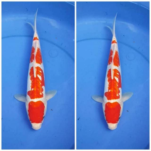 KOHAKU 30cm DOITSU ARAGOKE