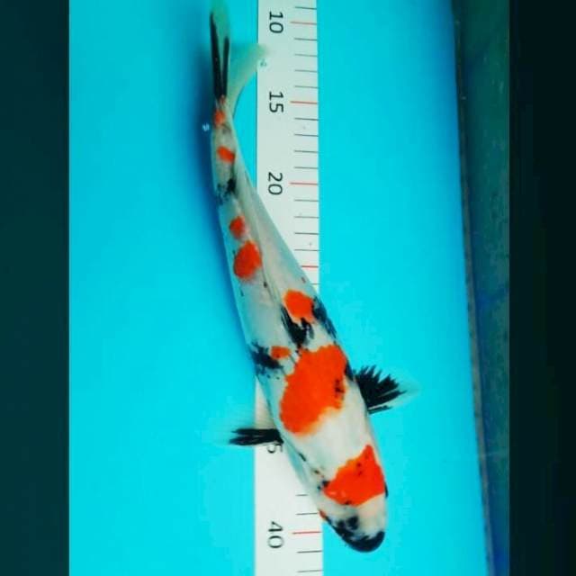 Kindai 31 cm