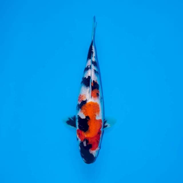 KINDAI SHOWA 25 CM FEMALE
