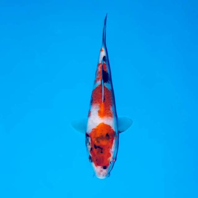 SHOWA TATEGOI 19 CM FEMALE