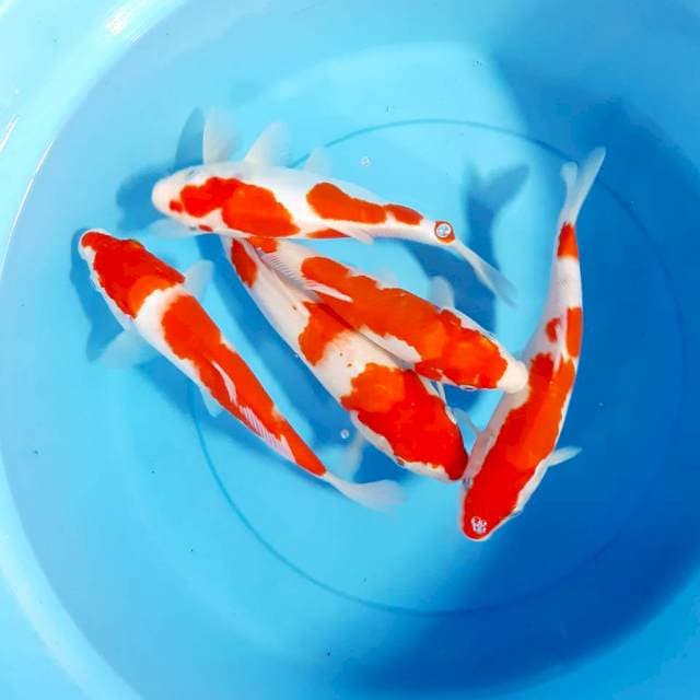 Paket kohaku 25-28 cm