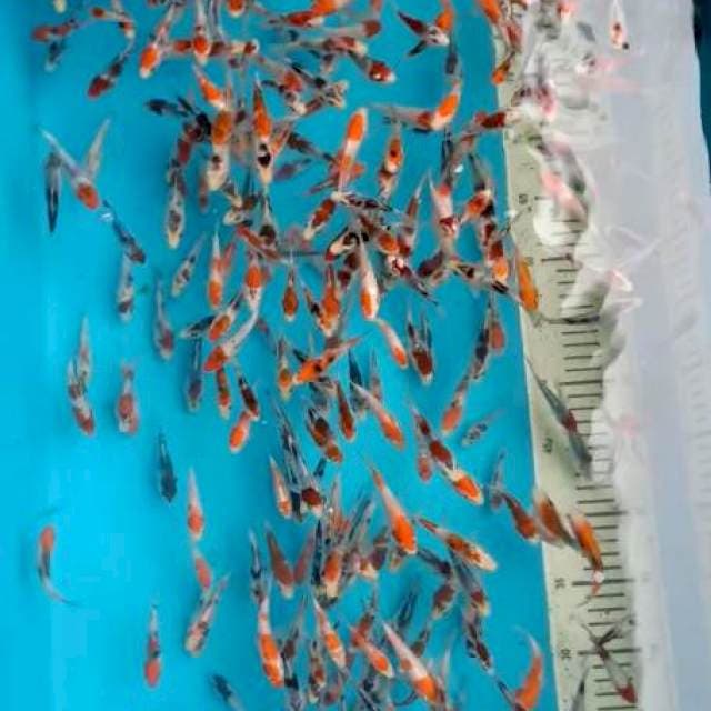 Paket 400ekor Budo n ai koromo