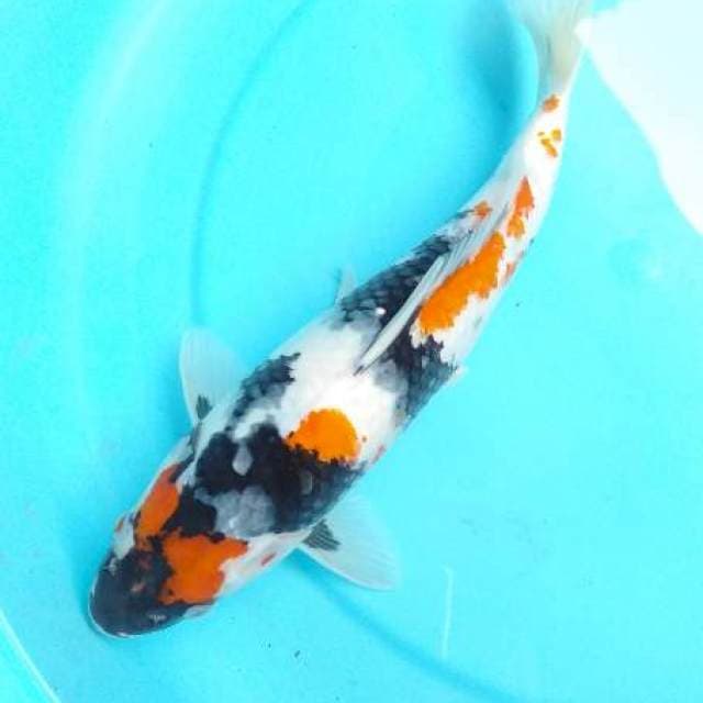 Showa 32 cm