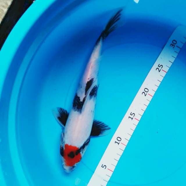Tancho showa ori 28cm