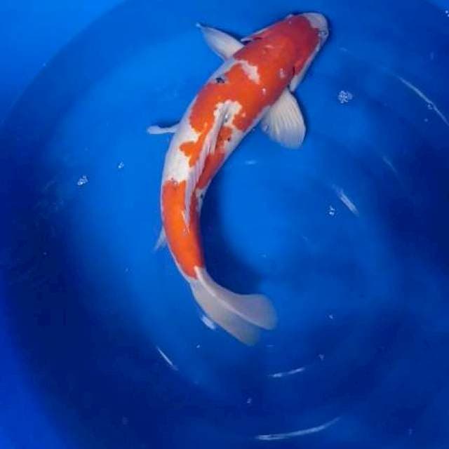 Red Jumbo Sanke F1 53cm