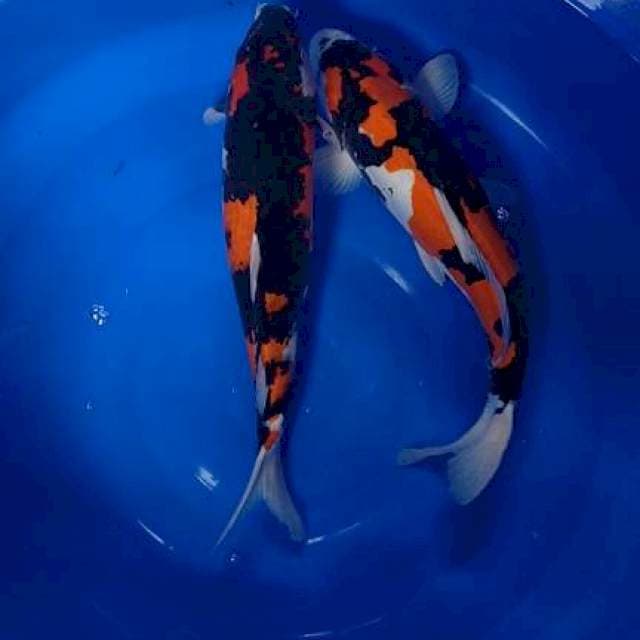2 Showa Super , 45cm