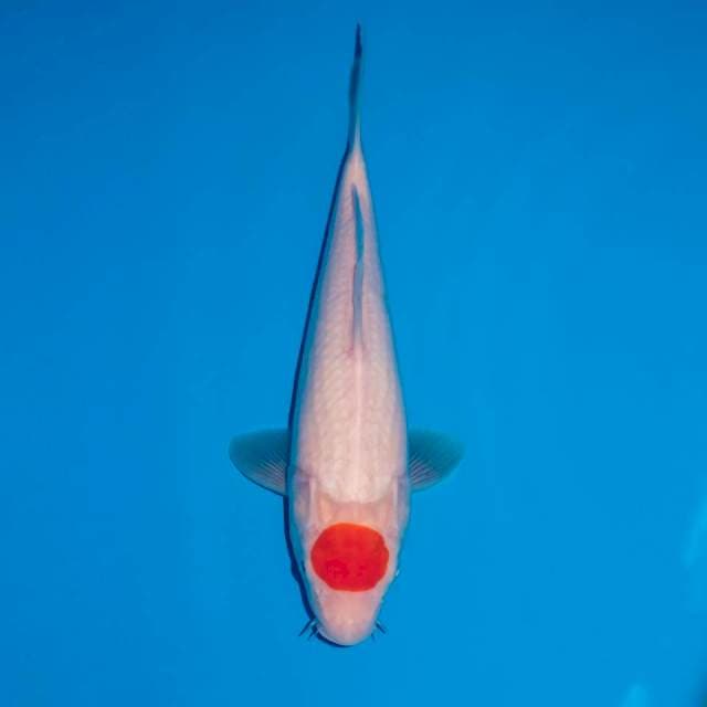 Tancho kohaku Quality