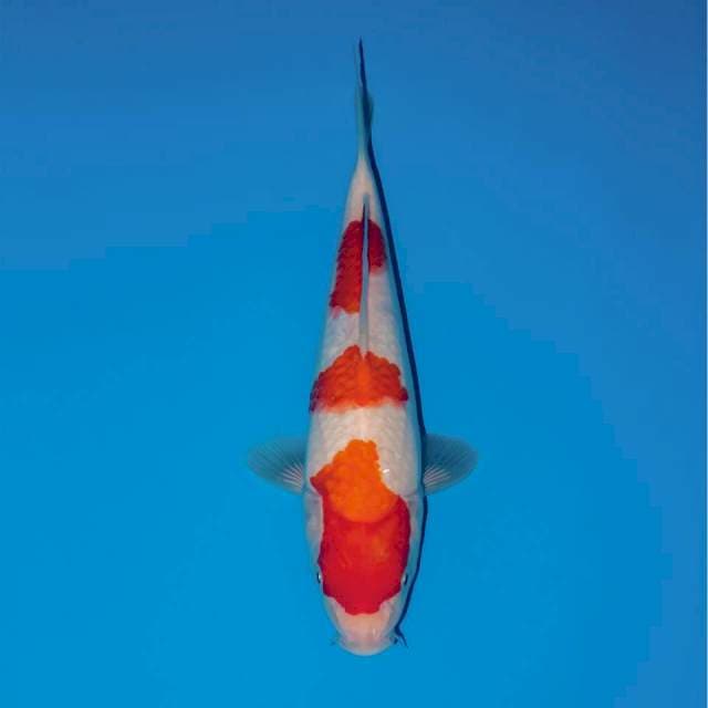 Kohaku 3 step