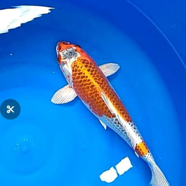 Kujaku 39cm female