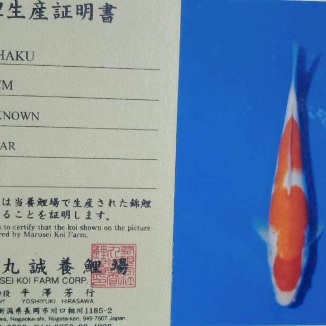 Kohaku import marusei farm