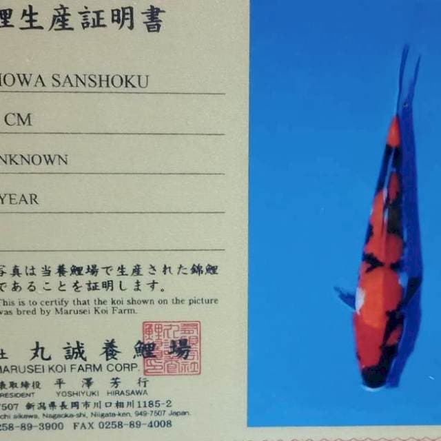 Showa import strong marusei farm
