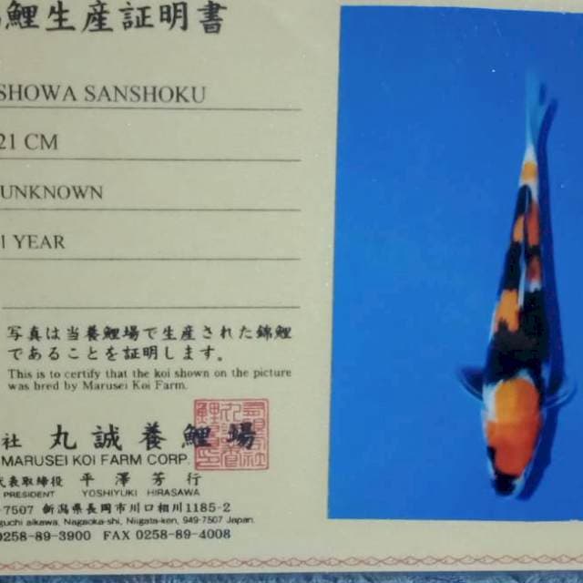 Showa import marusei farm