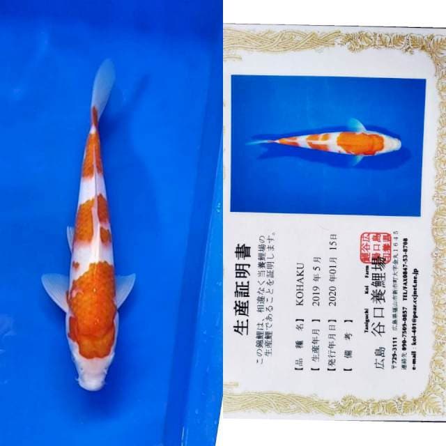 Kohaku taniguchi