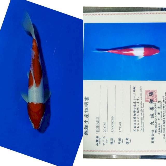 Kohaku marusei