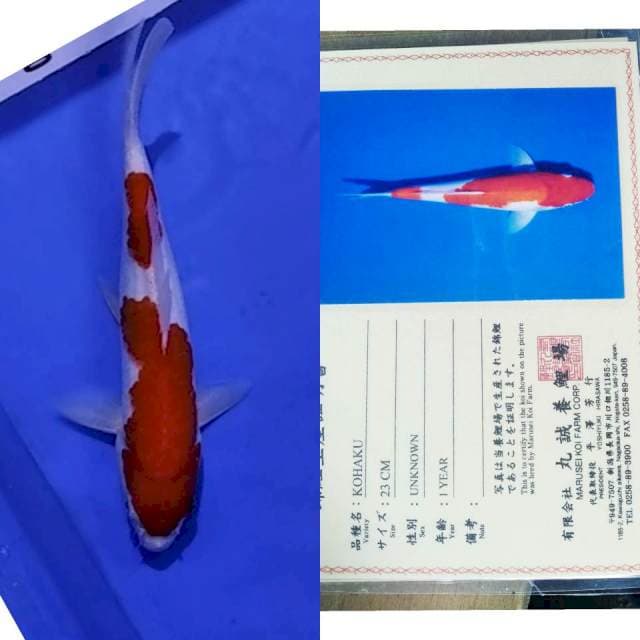 Kohaku marusei