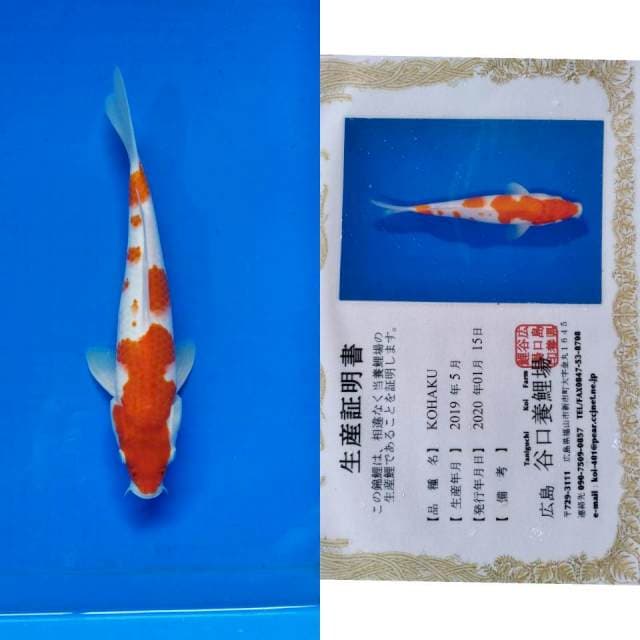 Kohaku taniguchi