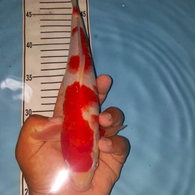 kohaku 29 cm