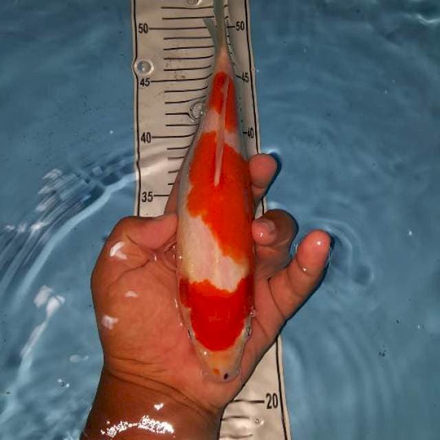 maruten kohaku