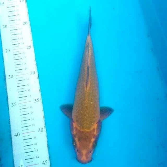 Gold Mukasi