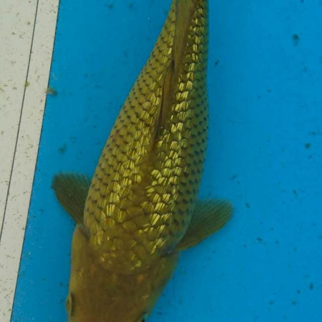 GINRIN FUll