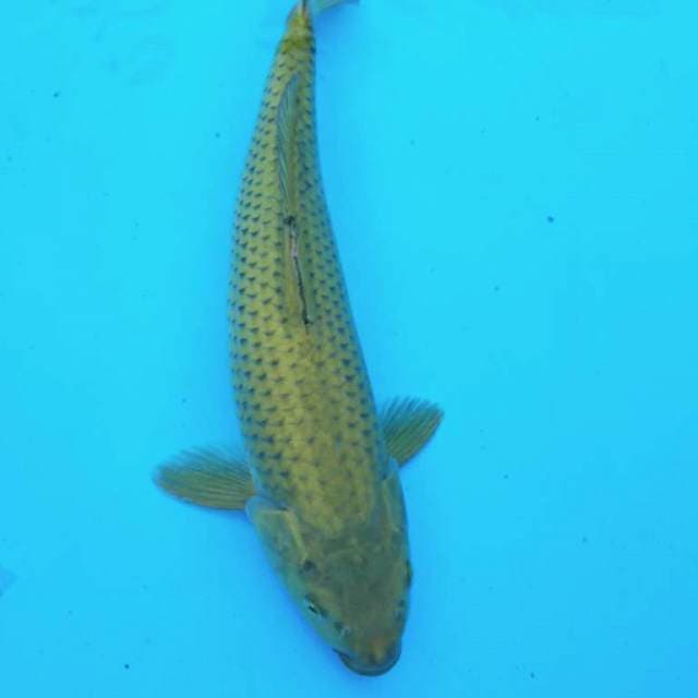 Midorigoi