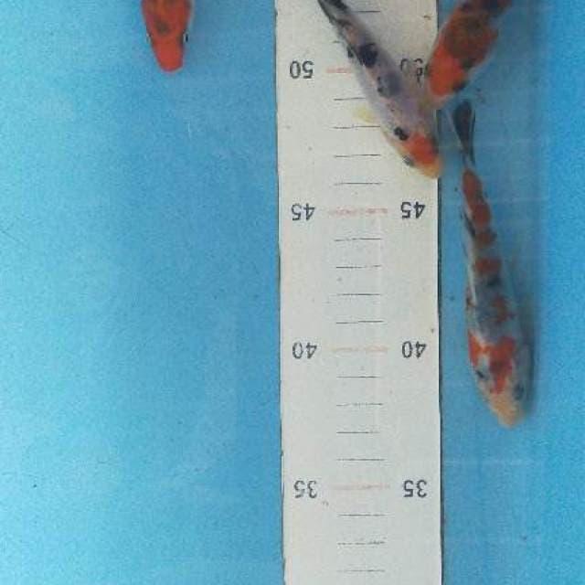Mix 10-11cm